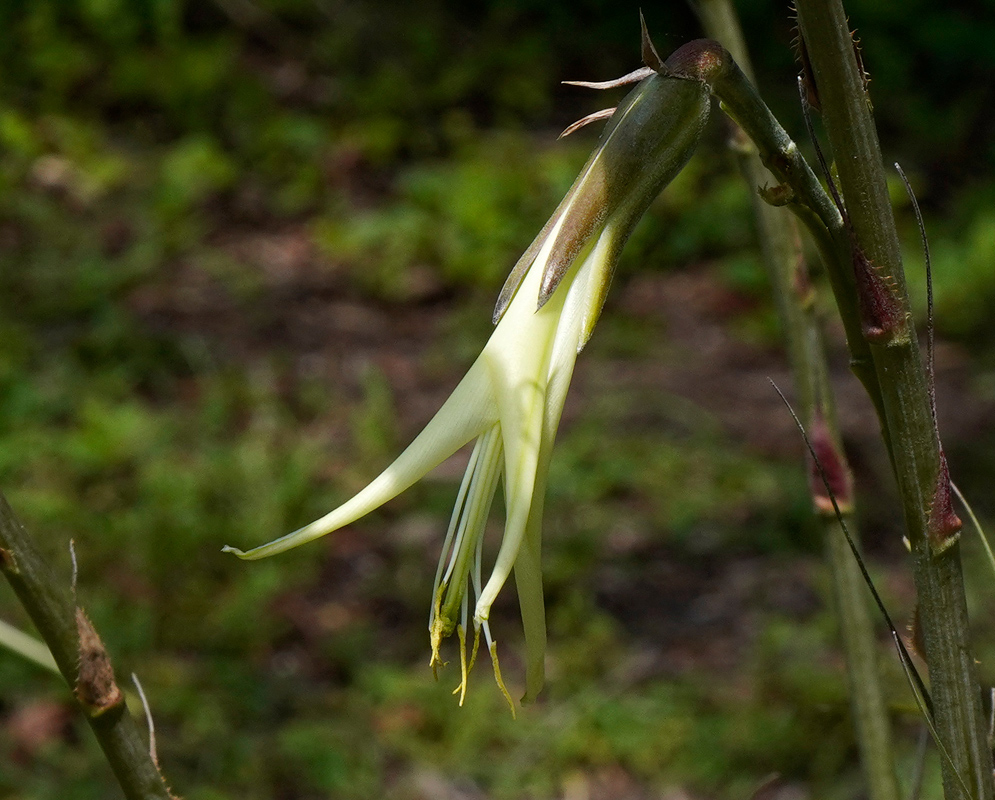Puya mirabilis long pendant pale green flowers with narrow petals hanging from a slender stalk