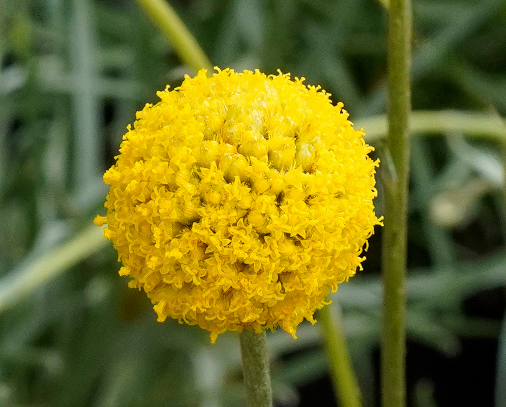 Close-up of Pycnosorus globosus flower showing a perfectly round golden-yellow ball made of tiny clustered florets