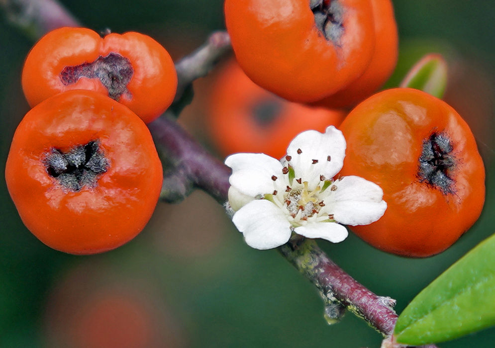 Pyracantha angustifolia white flower surrounded by orange pomes
