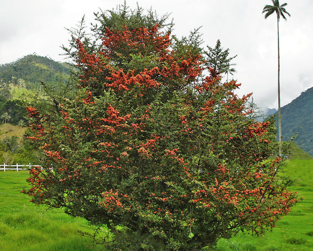 Pyracantha angustifolia shrub with orange fruit