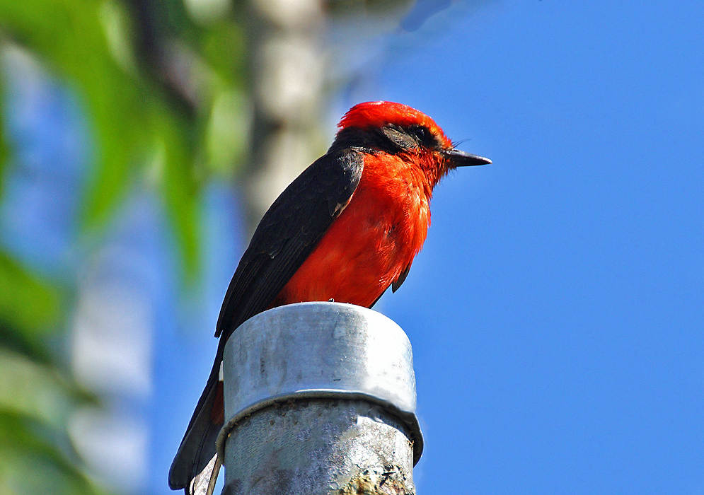 A scarlet Vermilion Flycatcher with black wings standing on a pole