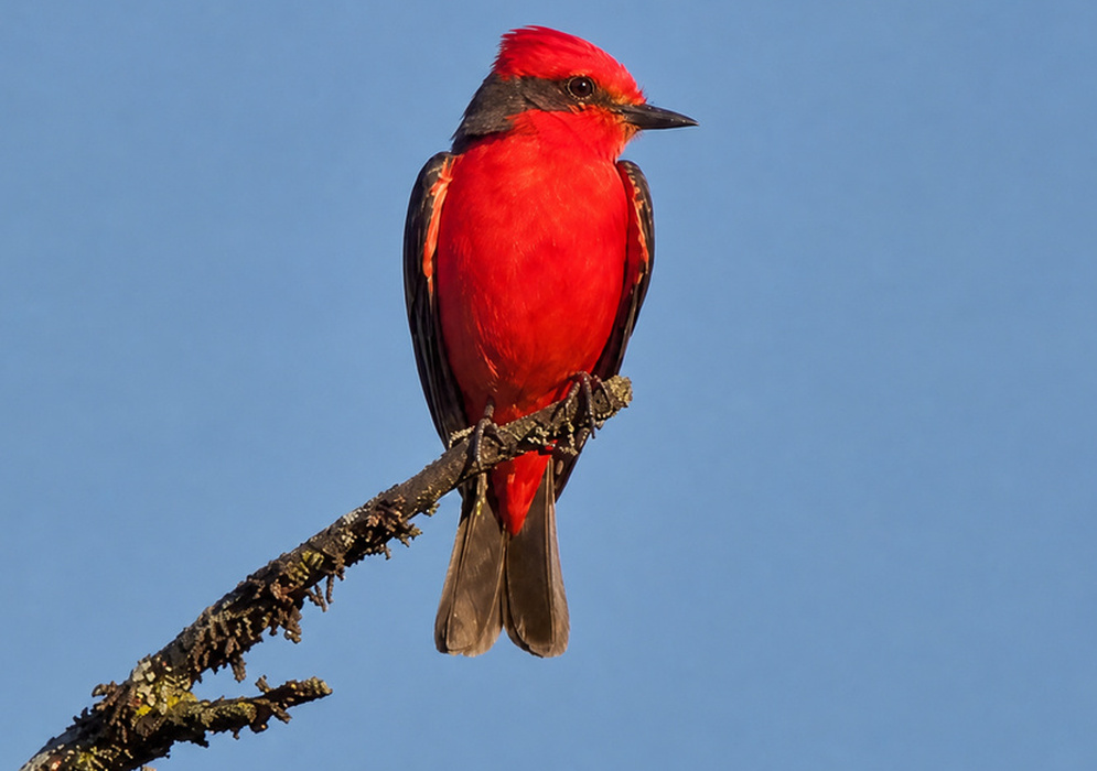 Pyrocephalus rubinus Red Male Male Pyrocephalus rubinus perched with vivid red plumage contrasting against dark wings