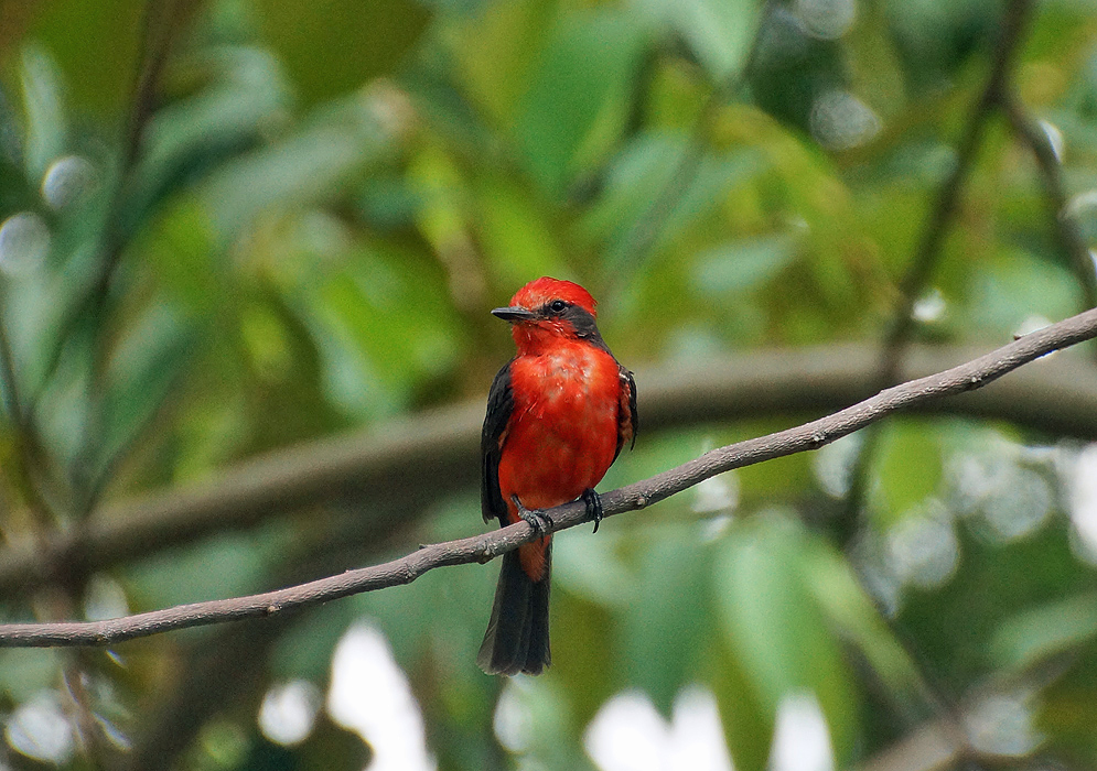 A scarlet Vermilion Flycatcher with black wings standing on a branch