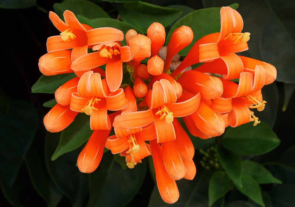 A cluster of Pyrostegia venusta orange flowers with curled petals and yellow stamens and pistil
