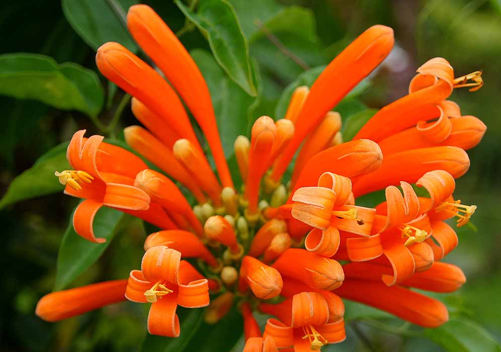 A cluster of Pyrostegia venusta orange flowers with curled petals and yellow stamens