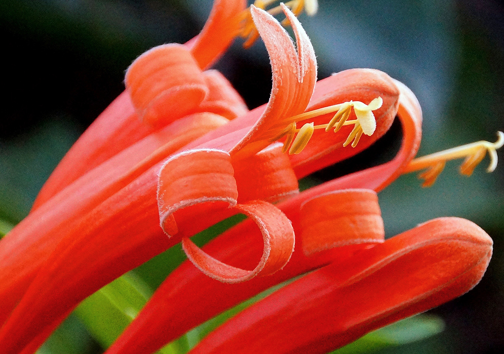 Orange Pyrostegia venusta flower with yellow stamens and cream color stigma