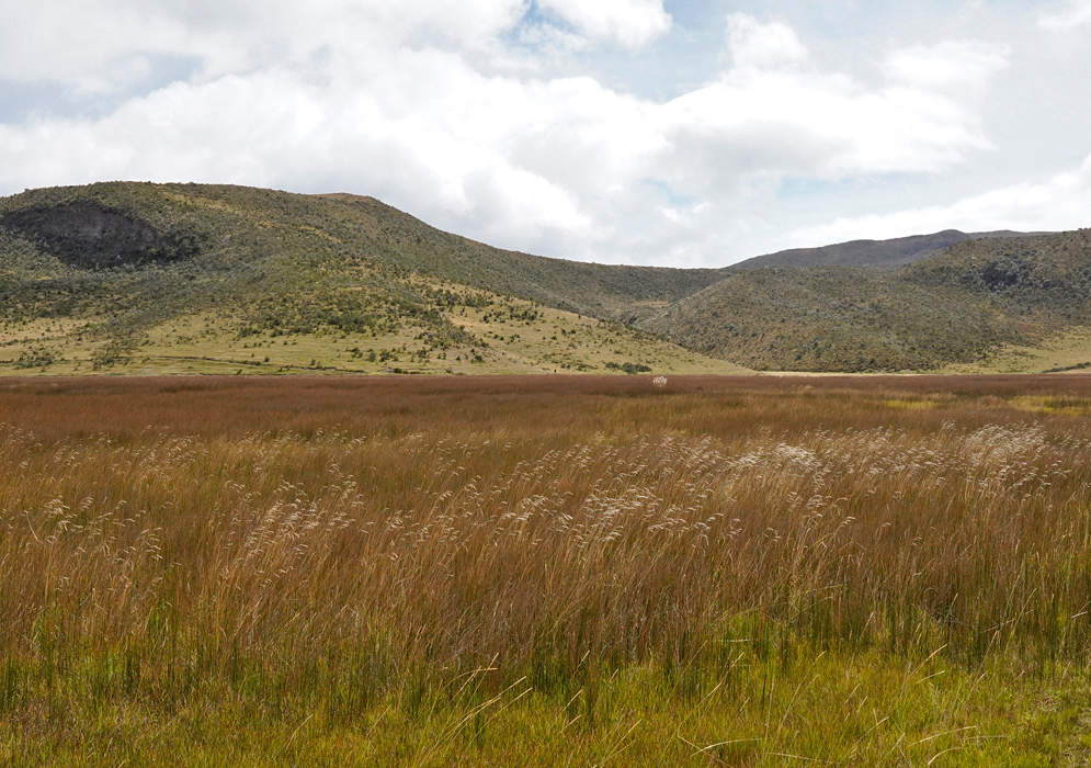 Floral Páramo Near Cotopaxi Bright wildflowers and hardy shrubs of the páramo flourish at the base of Cotopaxi’s volcanic slopes