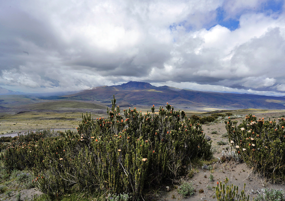 Grassy Valley of the Páramo Windswept golden-brown páramo grasses fill a wide valley bordered by green ridges and misty skies