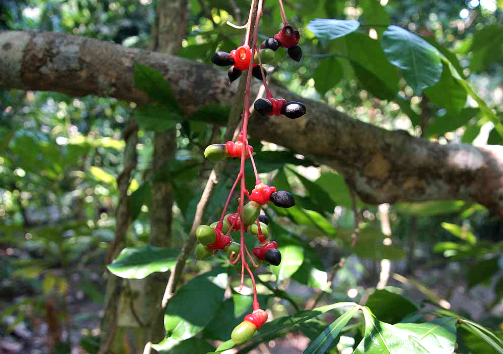 A hanging Quassia amara inflorescence with a red stem receptacle with green and black fruit