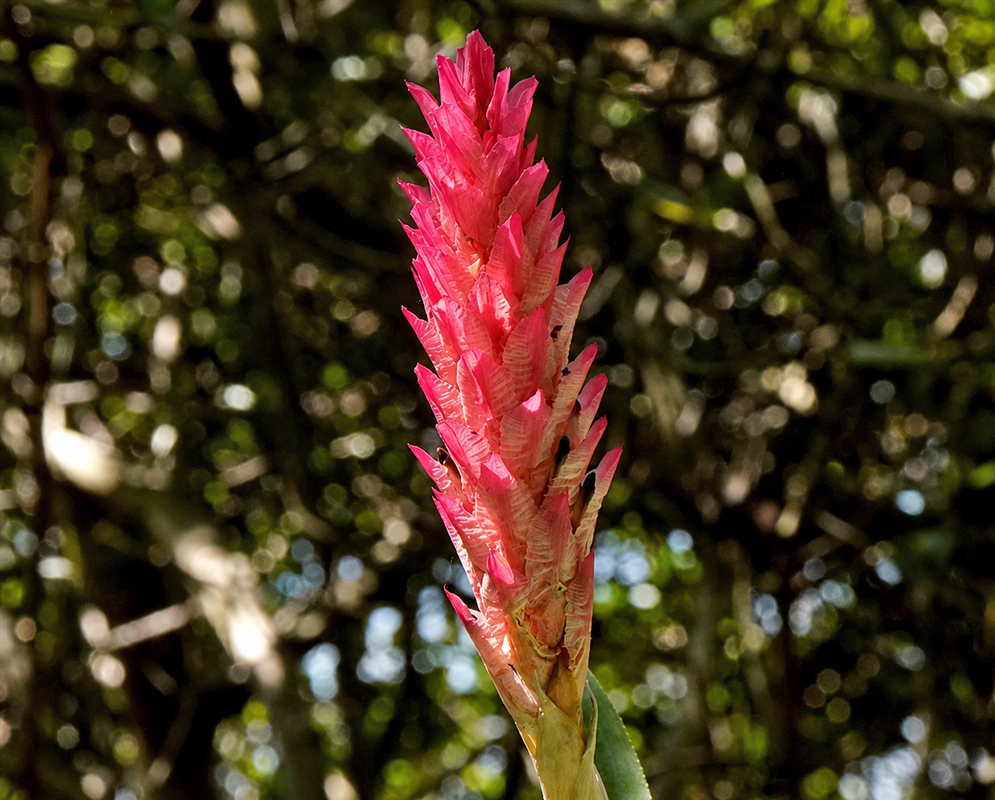 Quesnelia quesneliana tall vivid pink-red inflorescence rising from a leafy rosette