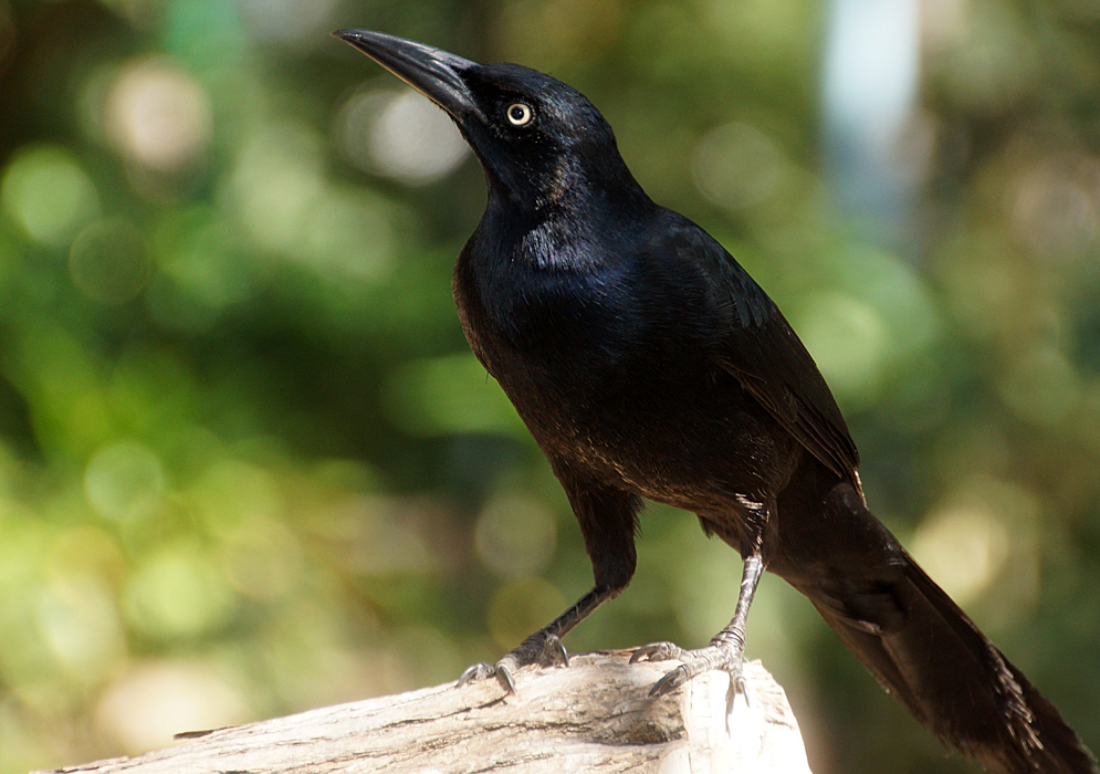 Quiscalus mexicanus (Great-tailed Grackle) looking at the sky