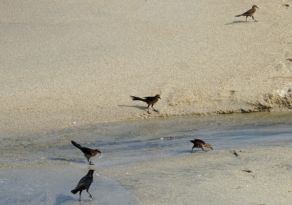 A group of Great-tailed Grackle eating small fish from a shallow stream flowing into the sea