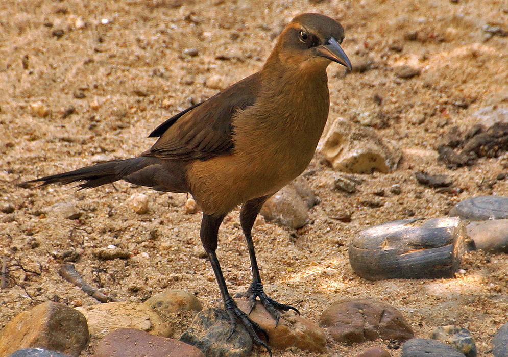 Quiscalus mexicanus (Great-tailed Grackle) walking around the ground