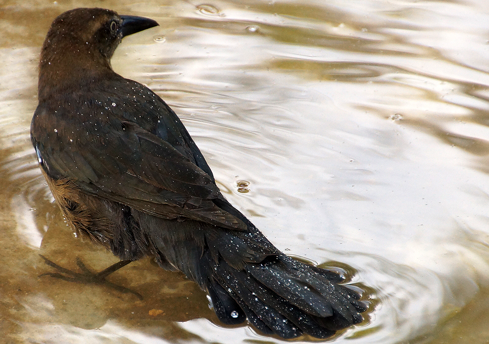 Quiscalus mexicanus (Great-tailed Grackle) bathing