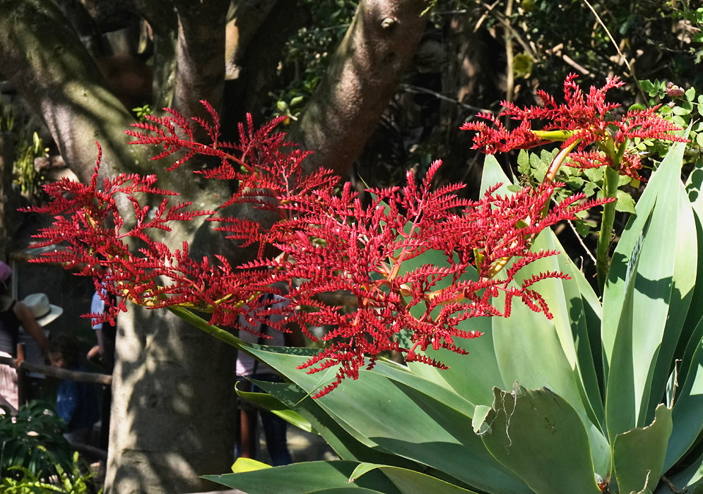 Racinaea fraseri broad branching red inflorescence rising above long arching green leaves