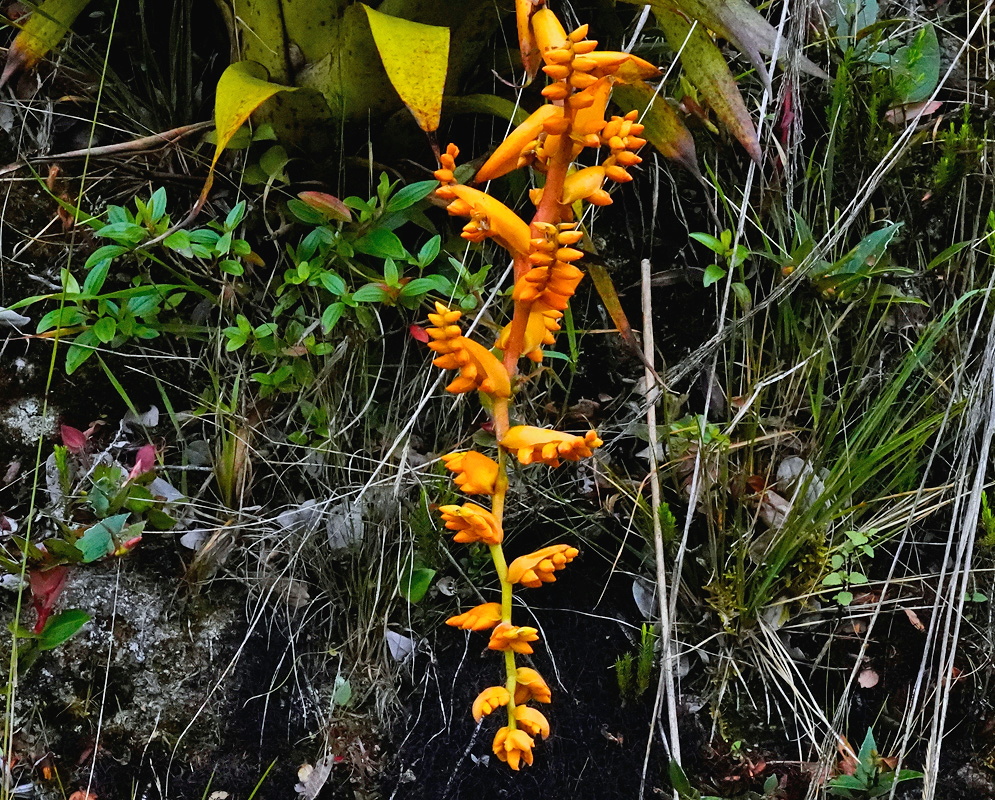 Racinaea tetrantha upright orange flower spike rising from a compact epiphytic leaf rosette
