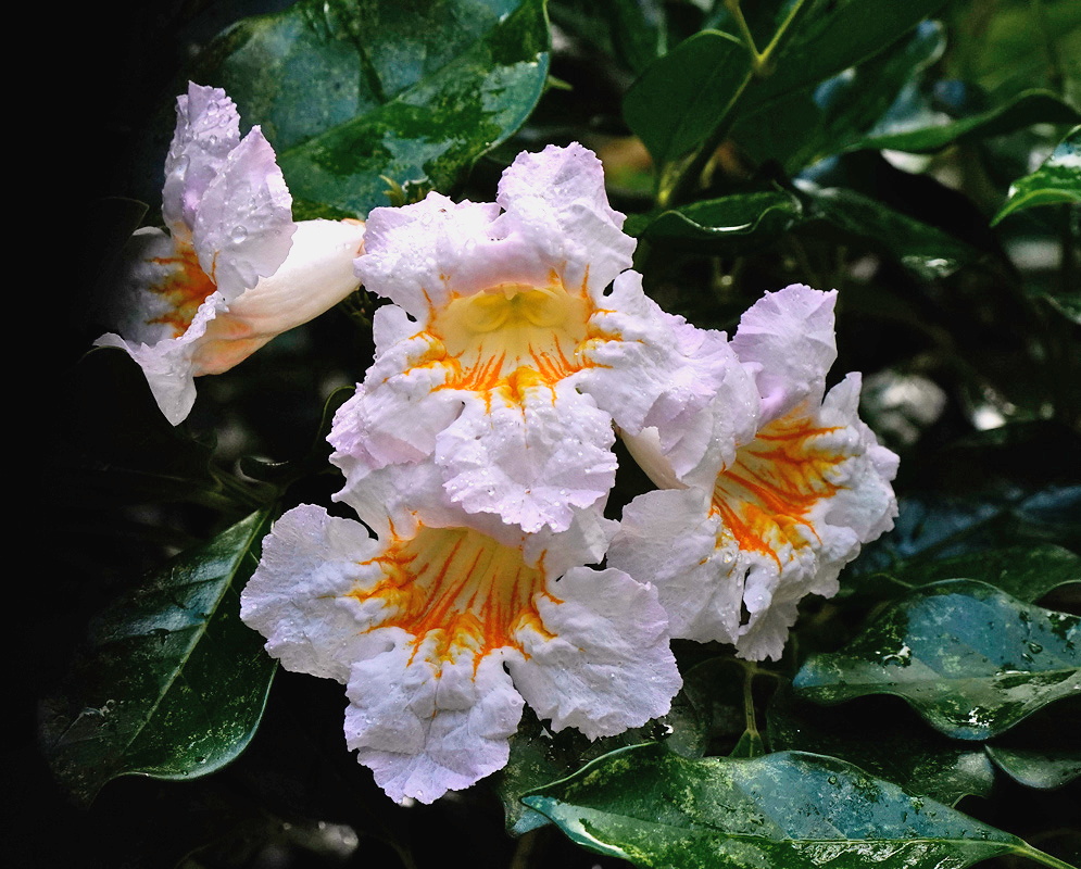 Radermachera Kunming cluster of pale lavender pink trumpet flowers with yellow orange throats