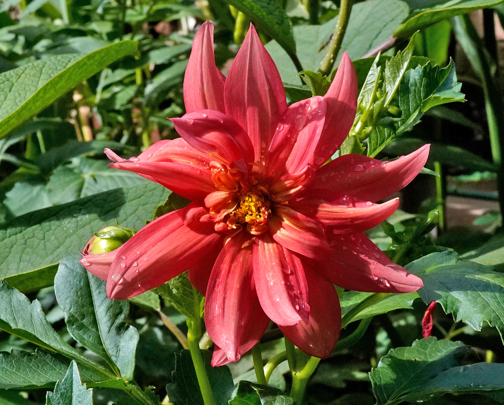 Dahlia pinnata Red Flower with Raindrops A bright red Dahlia pinnata flower covered in fresh raindrops, its twisted petals encircling a golden-yellow center