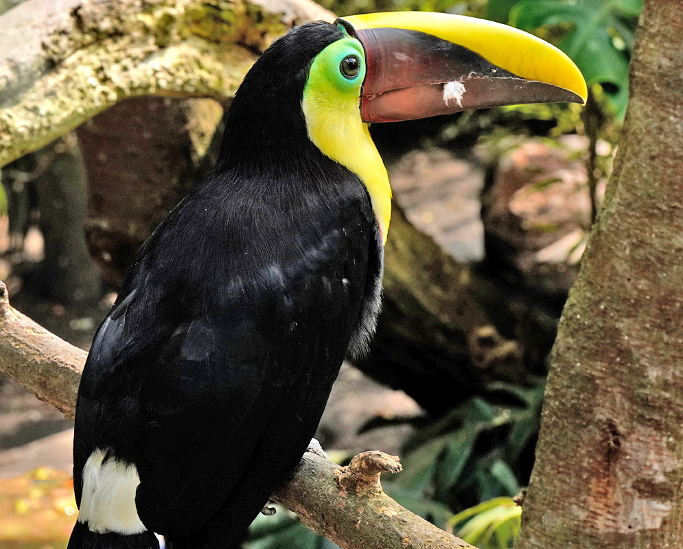 Ramphastos ambiguus with a black back and yellow and brown beak