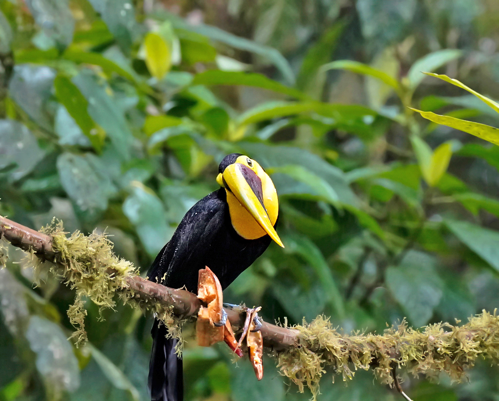 Ramphastos ambiguus with a tilted head