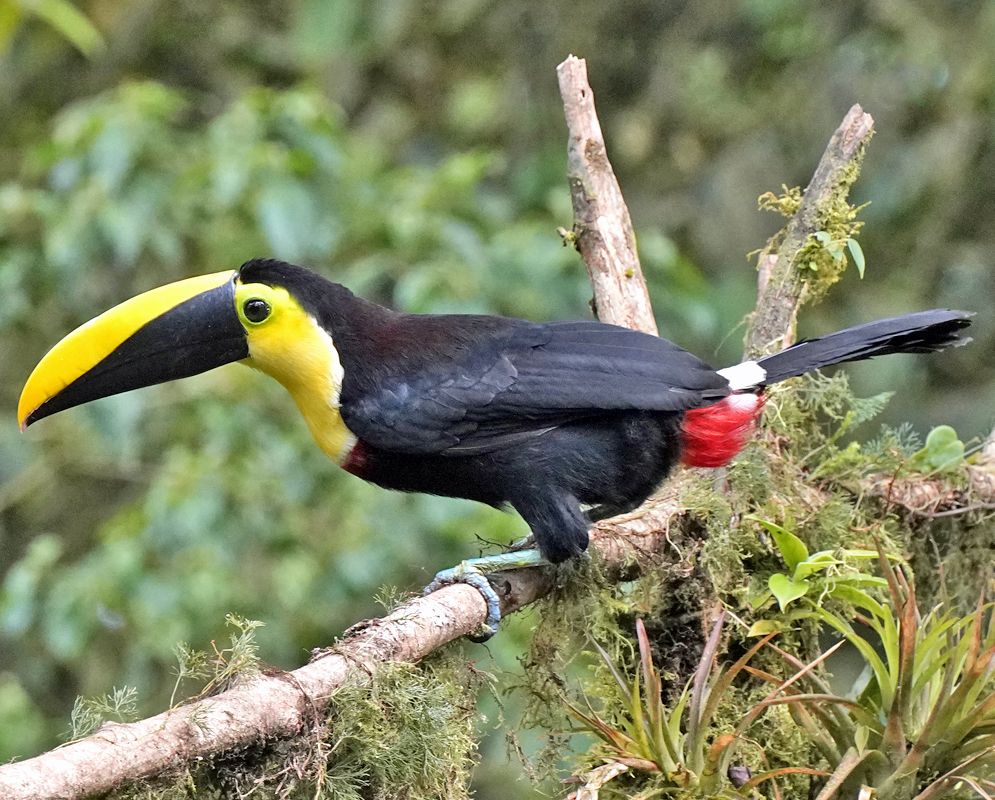 Choco toucan perched on a branch displaying its distinctive black body, bright yellow throat and upper chest, a large yellow-and-black bill, and a striking red patch beneath its tail.