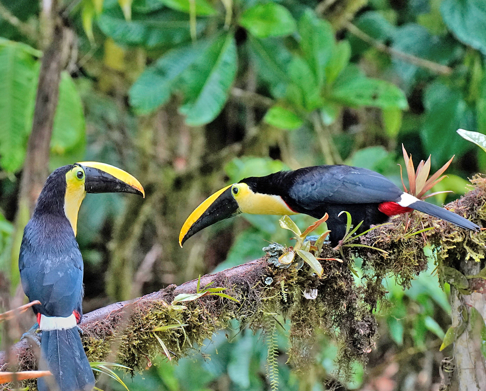 Choco toucans, perched on a mossy branch in a lush forest setting, displaying their striking black bodies, bright yellow throats, distinctive large yellow-and-black bills, and red patches under their tails.