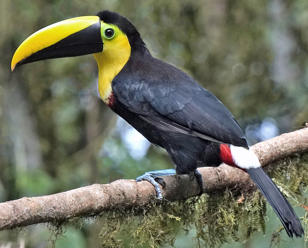 Choco toucan perched on a branch displaying its distinctive yellow-and-black bill, vibrant yellow throat, sleek black plumage, and a bold red patch under its tail