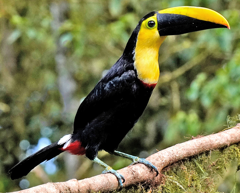 Choco toucan perched on a mossy branch, showcasing its striking black plumage, vivid yellow throat and chest, prominent yellow-and-black bill, and a distinctive red patch under its tail.