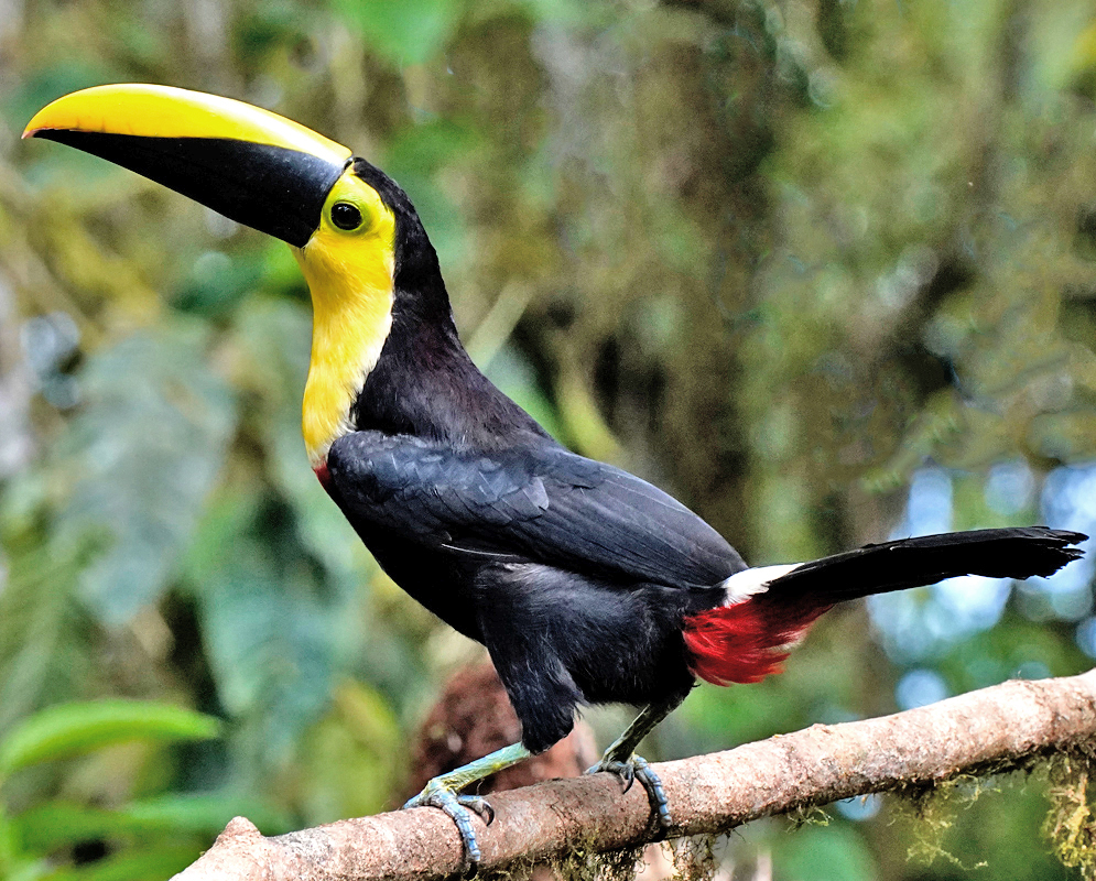  Choco toucan perched on a branch, displaying its striking black body, bright yellow throat and upper breast, large yellow-and-black bill, and a splash of red under its tail.