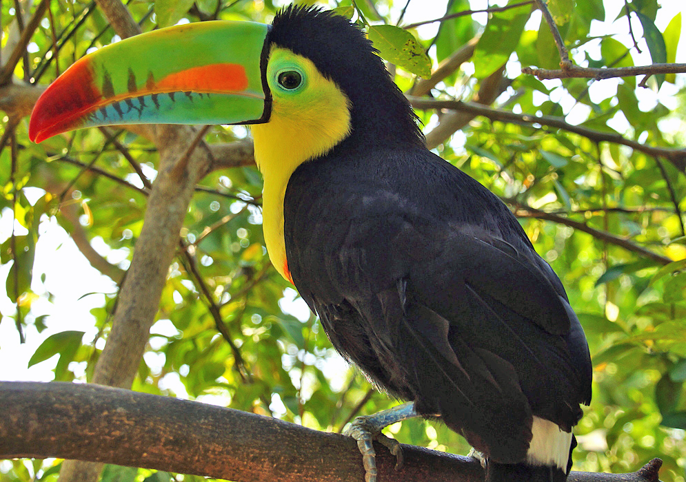 Keel-billed Toucan covered with bright yellow, orange, green and black colors looking down