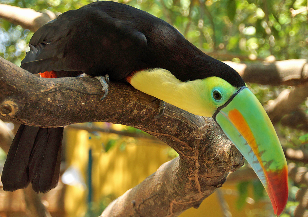 Keel-billed Toucan covered with bright yellow, orange, green and black colors looking at the ground