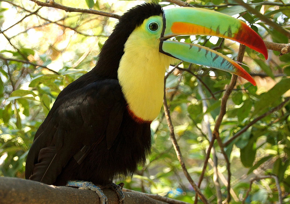 Keel-billed Toucan covered with bright yellow, orange, green and black colors making sounds