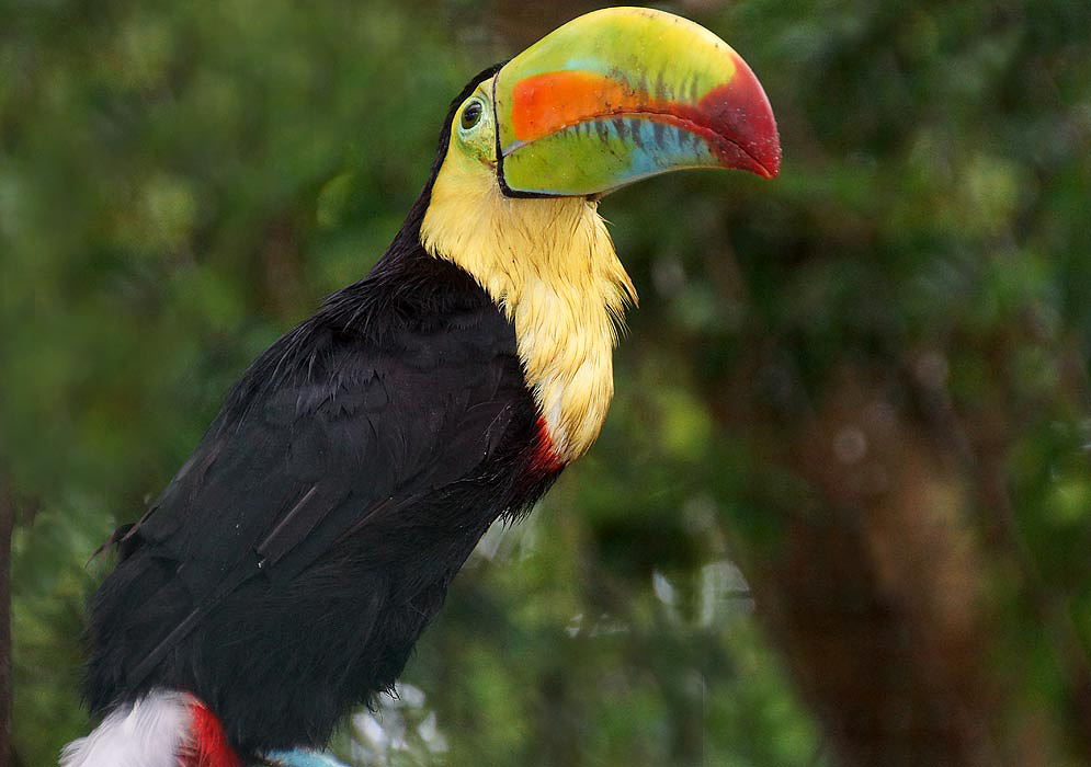 Keel-billed Toucan covered with bright yellow, orange, green and black colors looking at the sky