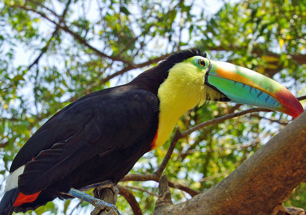 Keel-billed Toucan covered with bright yellow, orange, green and black colors getting sunlight on the head