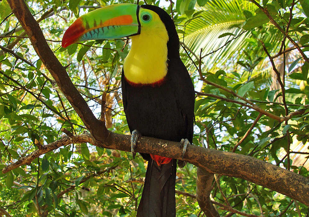 Keel-billed Toucan covered with bright yellow, orange, green and black colors sitting on a tree branch