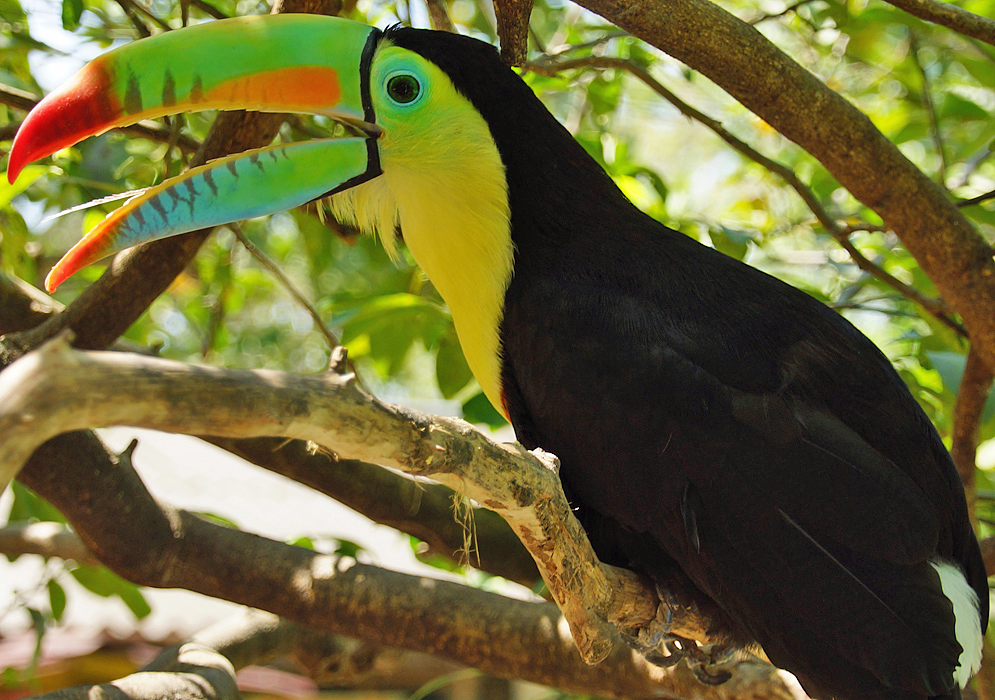 Keel-billed Toucan covered with bright yellow, orange, green and black colors making sounds