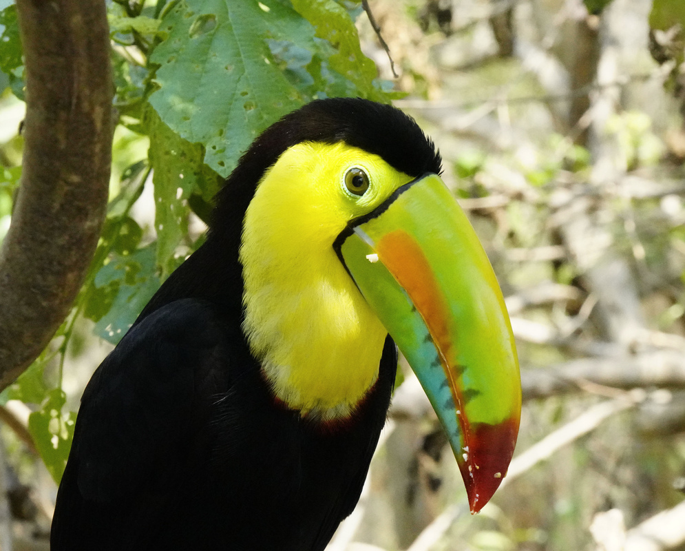 Ramphastos sulfuratus Perched A Ramphastos sulfuratus perched with its plumage and characteristic features visible
