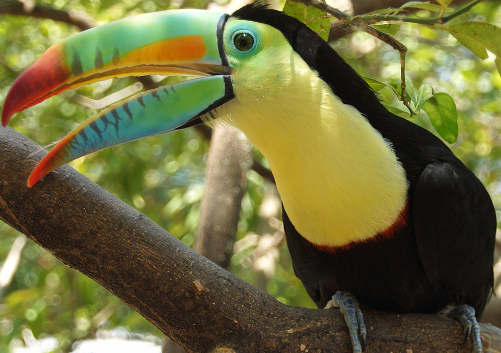 Keel-billed Toucan covered with bright yellow, orange, green and black colors with the beak open