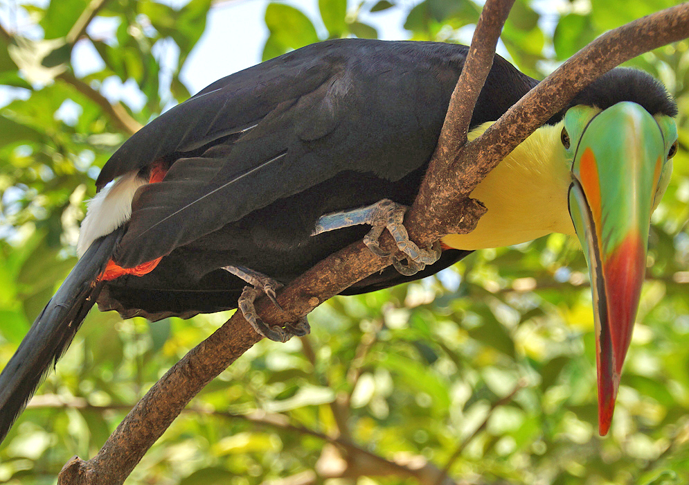 Keel-billed Toucan covered with bright yellow, orange, green and black colors looking at the ground