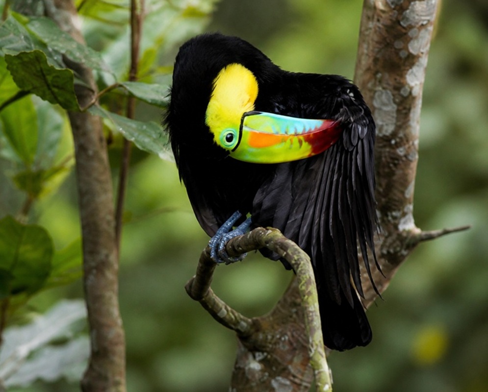 Ramphastos sulfuratus Wing Stretch A Ramphastos sulfuratus stretching one wing with its bill and patterned feathers visible