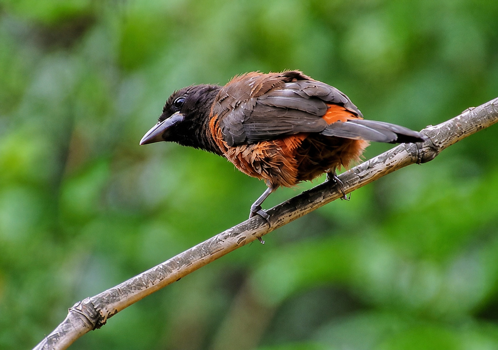 Ramphocelus dimidiatus Crimson-backed Tanager Scarlet-red and black colored Crimson-backed Tanager on a tree branch
