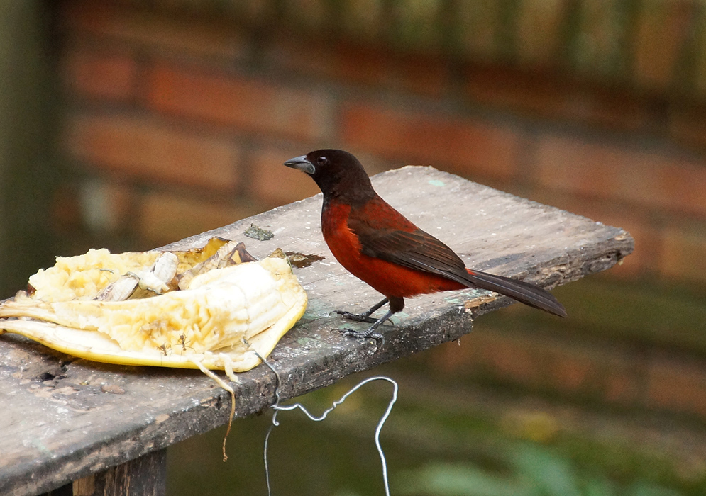 Scarlet-red and black colored Crimson-backed Tanager standing on a wood plank eating banana upclose