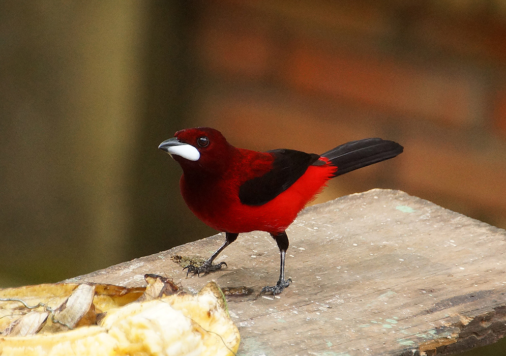 Scarlet-red and black colored Crimson-backed Tanager standing next to a banana and some ants