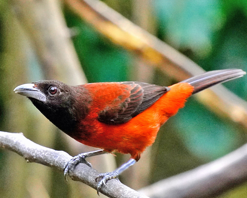 Red, black and brown female Ramphocelus dimidiatus