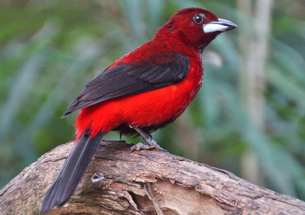 Bright red Crimson-backed tanager