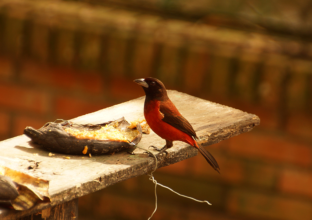 Scarlet-red and black colored Crimson-backed Tanager eating a dried banana