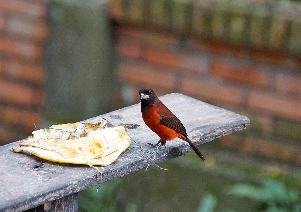 Scarlet-red and black colored Crimson-backed Tanager standing on a wood plank eating banana
