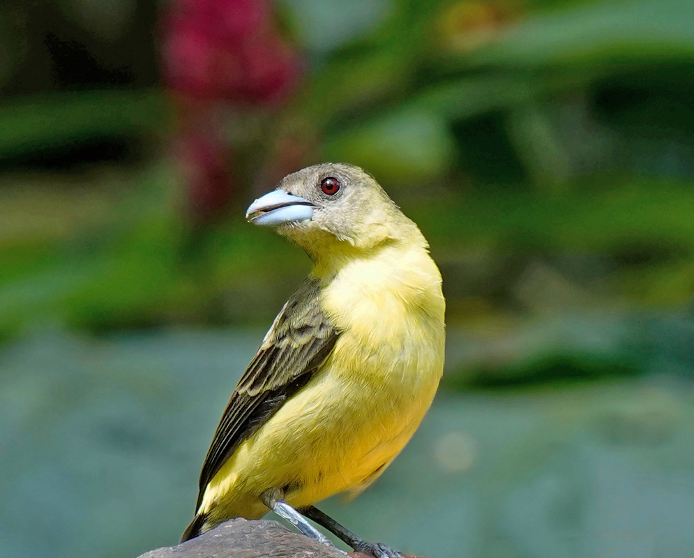 Ramphocelus flammigerus A Ramphocelus flammigerus perched on a branch, showing pale yellow underparts, olive-brown wings, and a thick pale beak with a vivid red eye