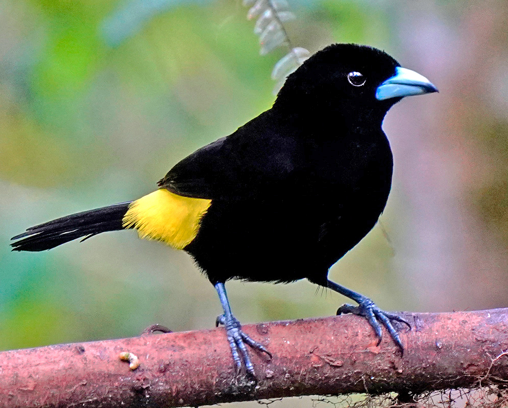 Lemon-rumped Tanager perched on a branch, displaying glossy black plumage with a striking bright yellow rump and a distinctive pale blue bill.