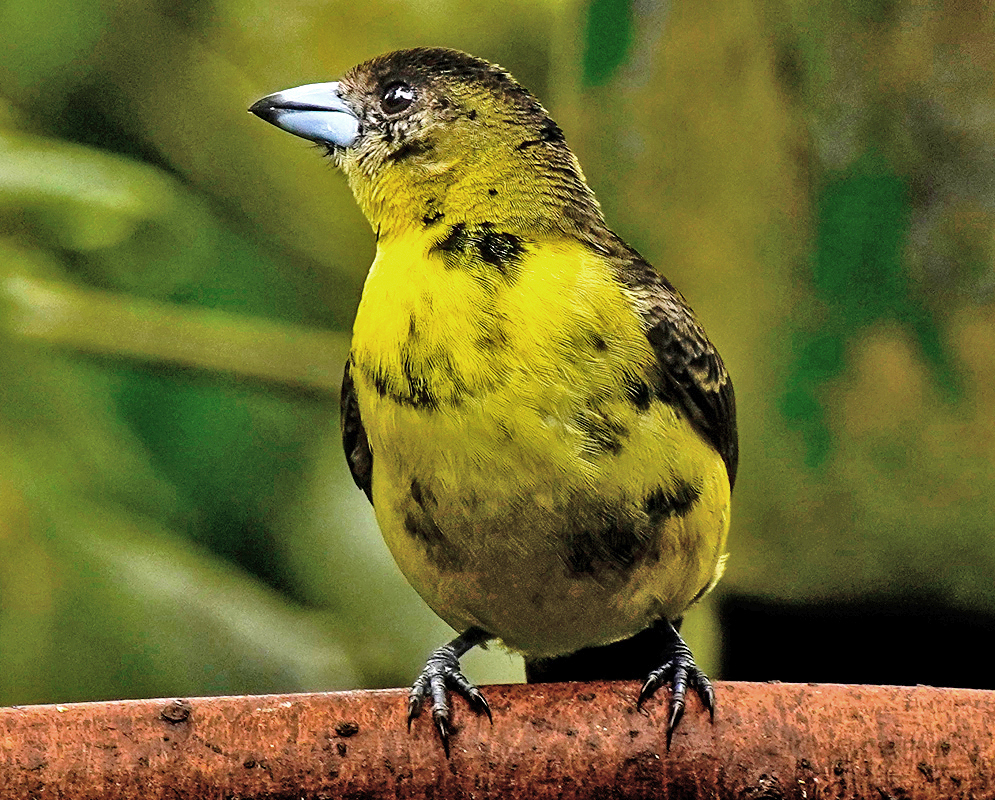 Ramphocelus icteronotus Female A flame-rumped tanager with black wings and a striking yellow body, perched upright on a branch in a forested area